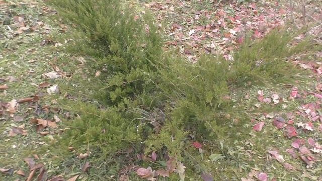 Почему "горят" хвойные? смотреть онлайн