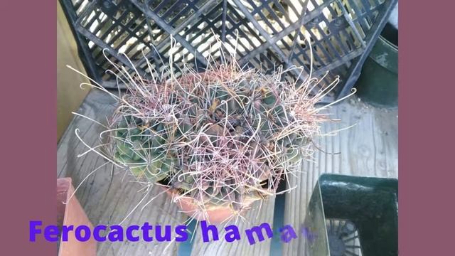 Ferocactus hamatacanthus #shorts смотреть онлайн