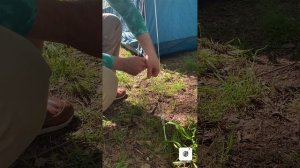 Шатёр BASE ARPENAZ Quechua дуговой, шестимесячный, для кемпинга, подробный обзор.