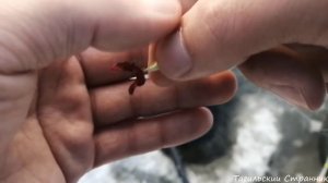 Как правильно насадить малинку,червь,опарыш на крючек,мормышку