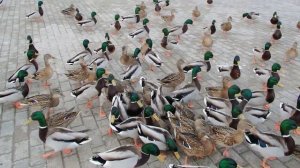 Кормлю уток семечками