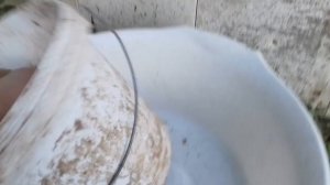 Вес мускусных утят в 1 месяц
