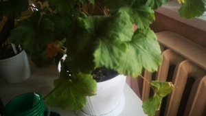 ПЕЛАРГОНИЯ леона галактика ~пересадка черенка Есть вопросы, подскажите знающие цветоводы ???