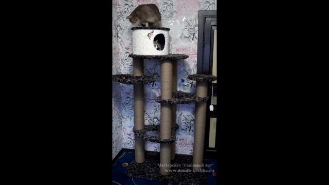 Испытание игрового комплекса для кошек смотреть онлайн