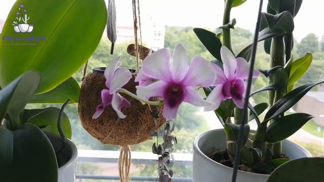 Houseplant tour of BLOOMS | Flowers in July смотреть онлайн