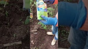 Размножение бугенвиллии черенком