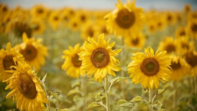 FALL ASLEEP FAST BEAUTIFUL FLOWERS BUDS BLOOMS AND BLOSSOMS MEDITATION MUSIC FOR NATURE THERAPY смотреть онлайн