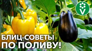 ПОЛИВАЙТЕ ПЕРЦЫ И БАКЛАЖАНЫ ТОЛЬКО ТАК! Актуальные рекомендации для большого урожая!