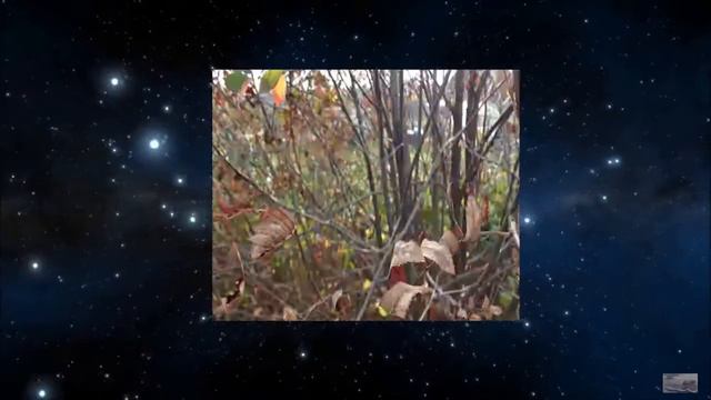 Поболтушки с Буян-синемой ) смотреть онлайн