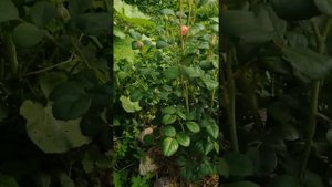 Роза Queen of Sweden (Квин оф Шведен)