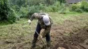 МарёвоЛЕВ копает картошку вилами.