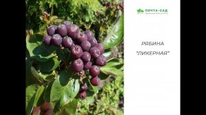 Разновидность сортов рябины для сада