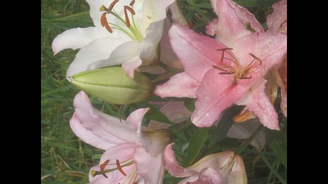 Цветочный блюз стихи исполнение фото видео Татьяна Талызина фортепиано Павел Голованев смотреть онлайн