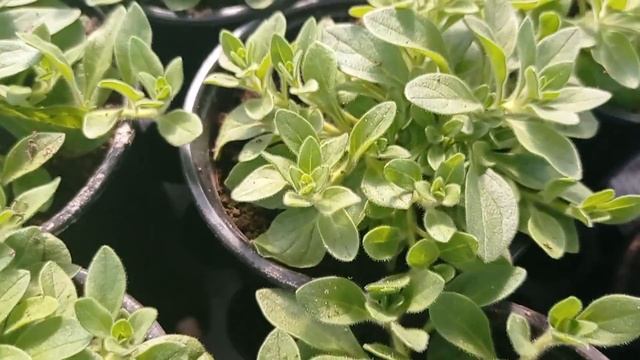 КАКИЕ СОРТА АМПЕЛЬНОЙ ПЕТУНИИ ЛЕГЧЕ ПЕРЕНОСЯТ СТРЕСС?