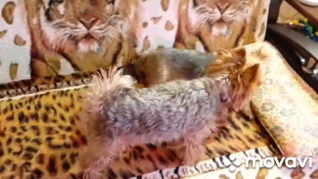 Королевскую герань купила 😁💕 смотреть онлайн