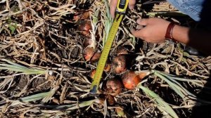 Лук Лоредо F1 25 08 2017