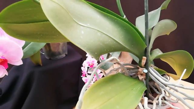¿Cuándo Florecen las Orquídeas Phalaenopsis? смотреть онлайн