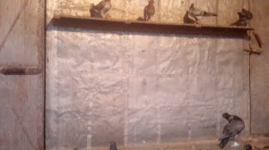 Бакинские мраморные голуби Сергея Башмакова тел 89064759218