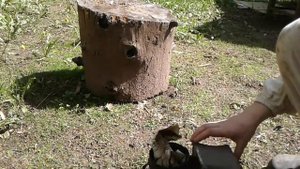 Богатый пчеловод КАК РАЗЖЕЧЬ ДЫМАРЬ