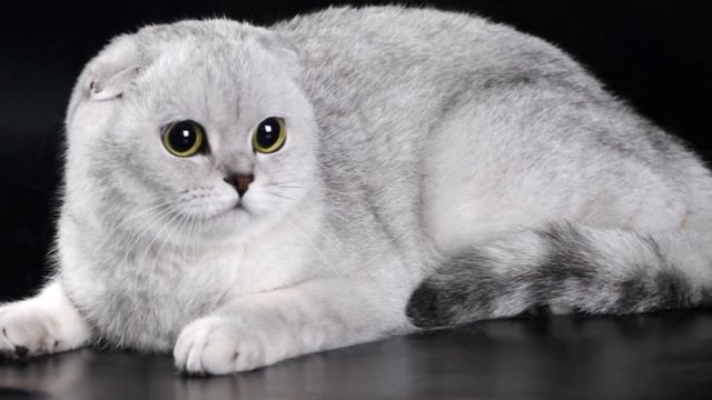 Шотландская вислоухая , скоттиш фолд (Scottish Fold) . Моя милая кошечка Кристина