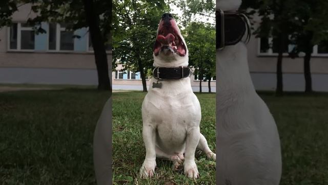 english bull terrier