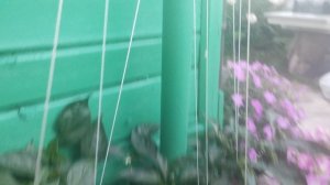 Перец острый Хабанеро