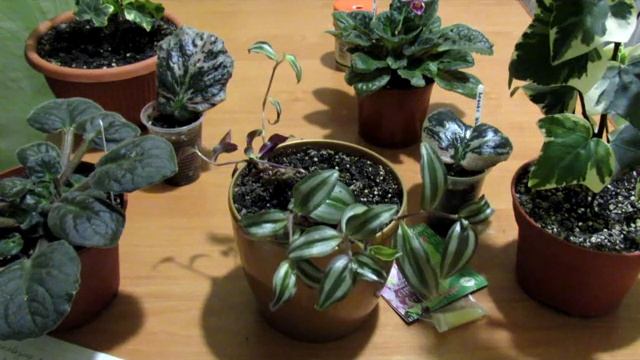 Волшебный ЦИТОКИНИН для фиалки . Что это? Результат применения на некоторых растениях смотреть онлайн