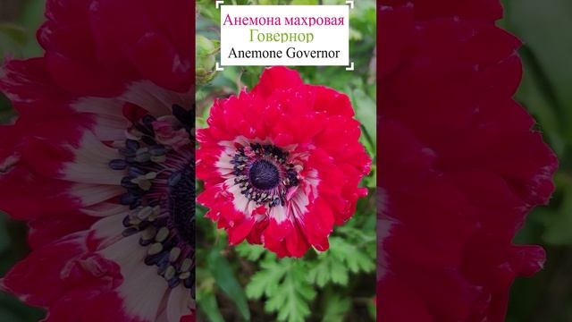 Анемона махровая - Говернор. (Anemone The Governor).?