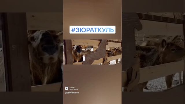 Мараловодчиское хозяйство "Ноев Ковчег", Нац парк Зюраткуль, март 2022 #белыйфилинаша_сонко22022