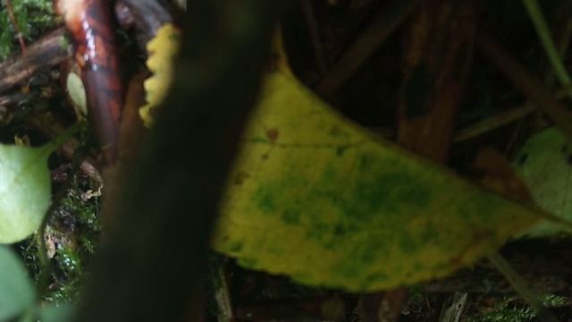 Прививка яблони летом.Как привить яблоню летом.Прививка яблони черенком.Прививка черенками яблони