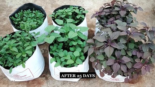 How to grow Amaranth greens at home / How to grow leafy vegetables / Home gardening Ideas смотреть онлайн