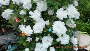 Роза плетистая Клайминг Вирго (rosa virgo klayming) ? обзор: как сажать, саженцы розы Клайминг Вирг