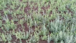 Как убить горчак розовый на No-till