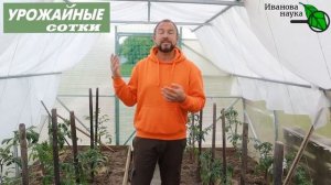 Сделайте ПОДКОРМКУ и ТОМАТЫ завалят урожаем! Листья подкручиваются, томаты слабо цветут, жируют?