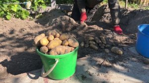 САЖАЮ ПЕРЕЗИМОВАВШИЙ В ЗЕМЛЕ КАРТОФЕЛЬ СОРТ АМЕРИКАНКА И УДИВЛЯЮСЬ ПРЕКРАСНОМУ УРОЖАЮ ИЗ "МУСОРА"!