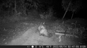 Дикая тварь с дикого леса