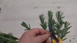 Моя попытка номер 5/ укореняю розмарин