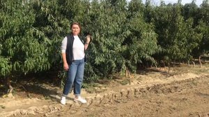 ОБЗОР ПОДВОЯ для персиков