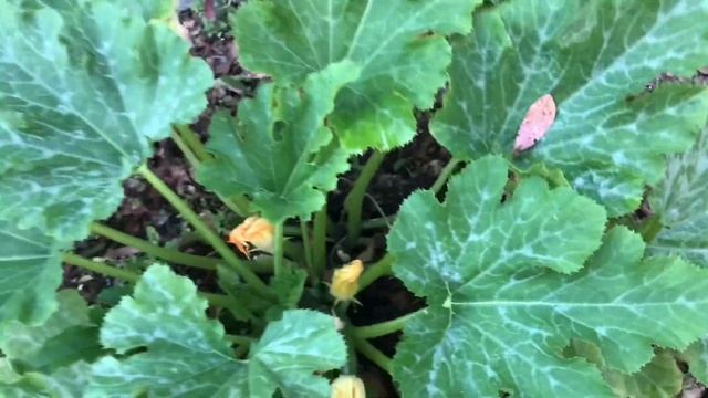 Cycling, Yellow Watermelon and Unboxing Pro Breeze 9000 air conditioning unit ?? смотреть онлайн