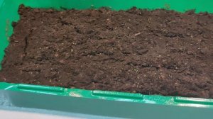 Рассада клубники и земляники 2022. Экспресс метод без стратификации. Дружные всоходы уже на 4 день!