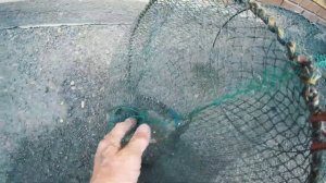 Рыба больше не пропадет.Садок для хищника.