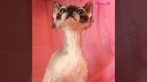 Nissa 💓 Devon Rex