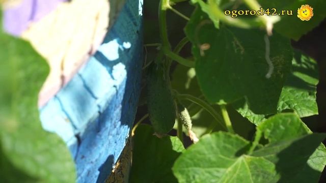 Изобильный огород - несколько грядок смотреть онлайн