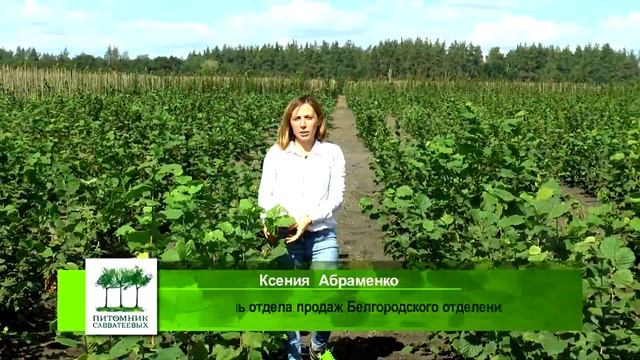 Растения для живых изгородей от "Питомника Савватеевых" смотреть онлайн