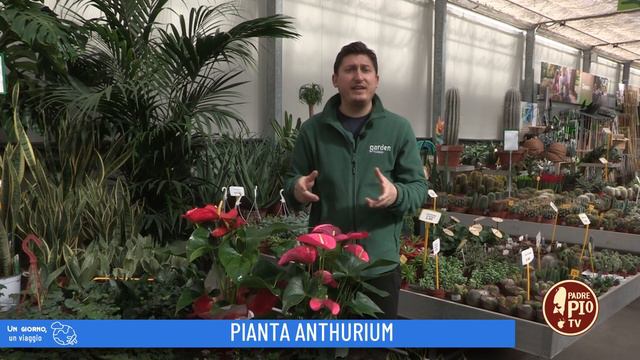 Anthurium (Un giorno, un fiore 19 Aprile 2022) смотреть онлайн