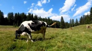 Сельскохозяйственные животные-звуки - Настоящие звуки- коровы мычат