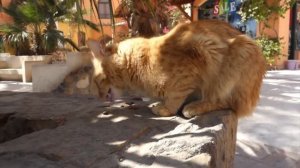 КАК КОШКИ НА САМОМ ДЕЛЕ ВОСПРИНИМАЮТ СВОИХ ХОЗЯЕВ