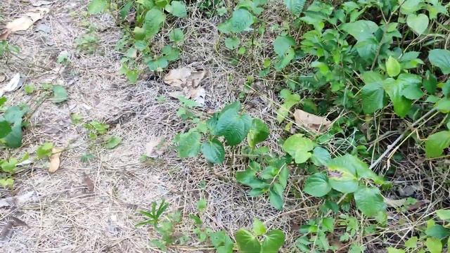 Catch millions of cute chickens, colorful chickens,rainbow chickens, hermit crabs,ducks,cute animal смотреть онлайн