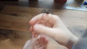 О пауке Tegeneria domestica(Тегенария стенная)