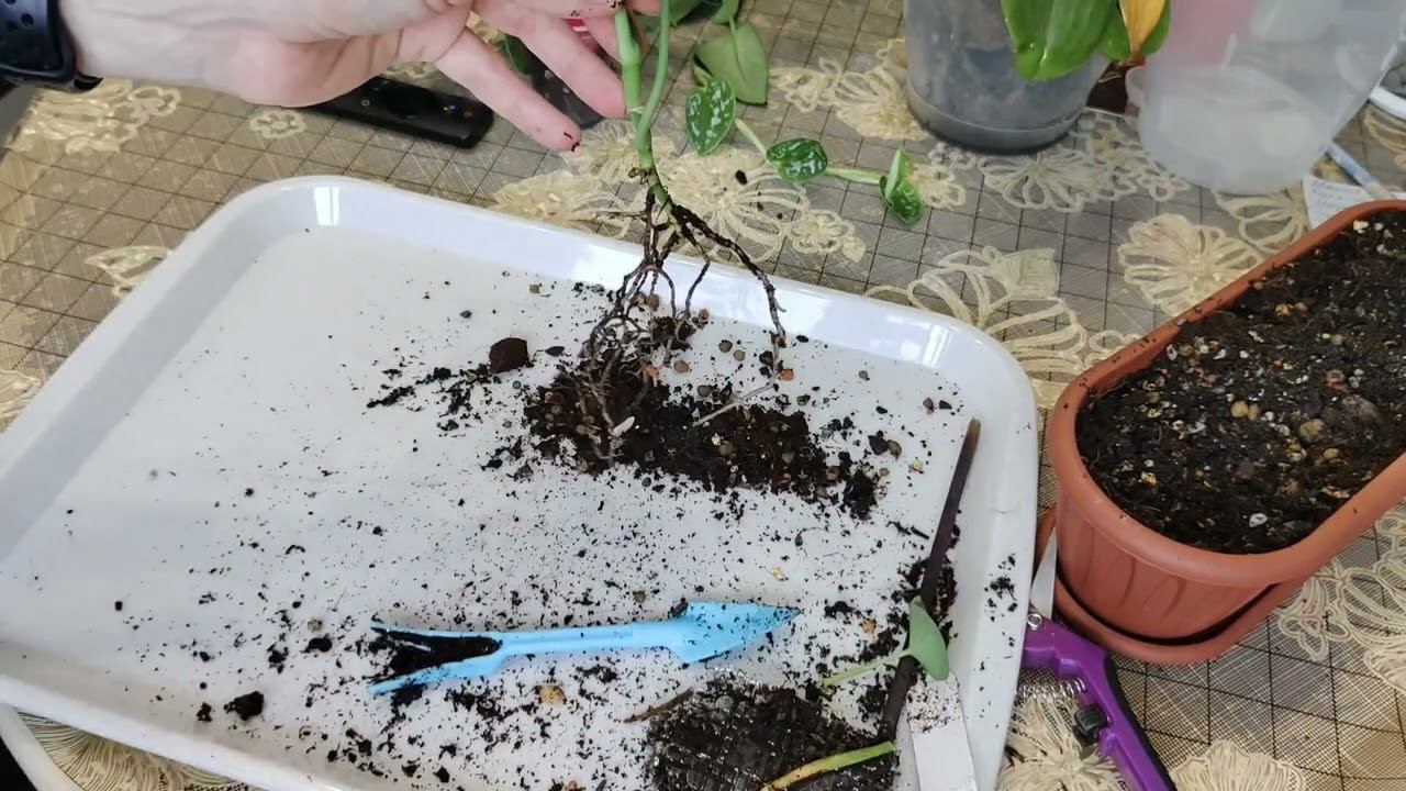 Работа с растениями.